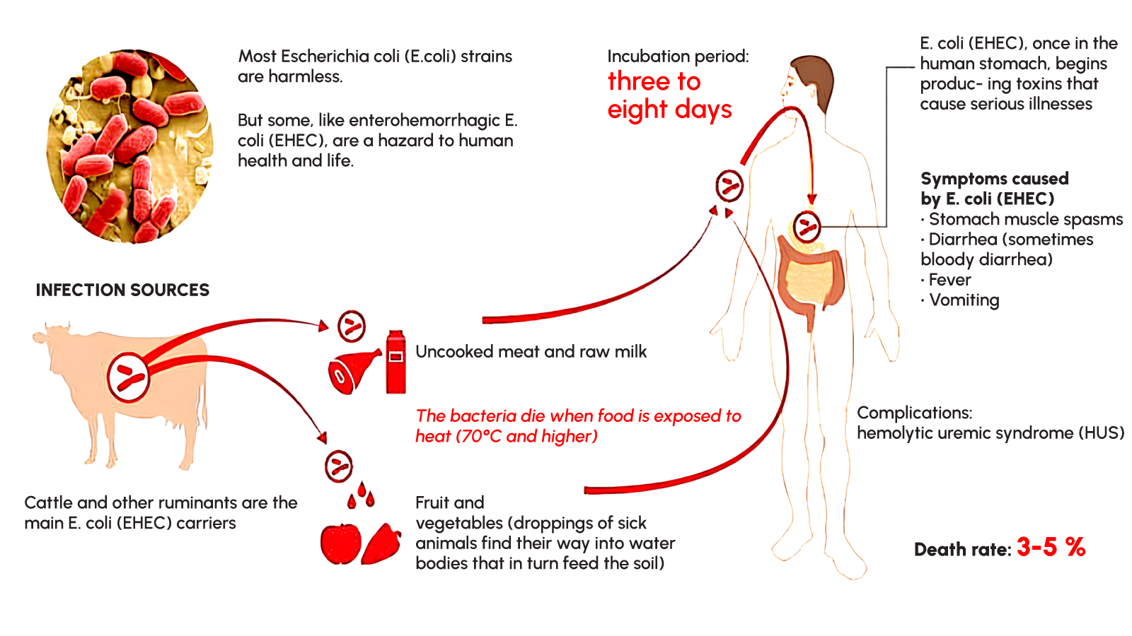 Figure 2. How enterohemorrhagic E. coli moves from cattle to people and causes illness. Source: Antibiotic for e coli in cats. (2025). Jpabs.org.