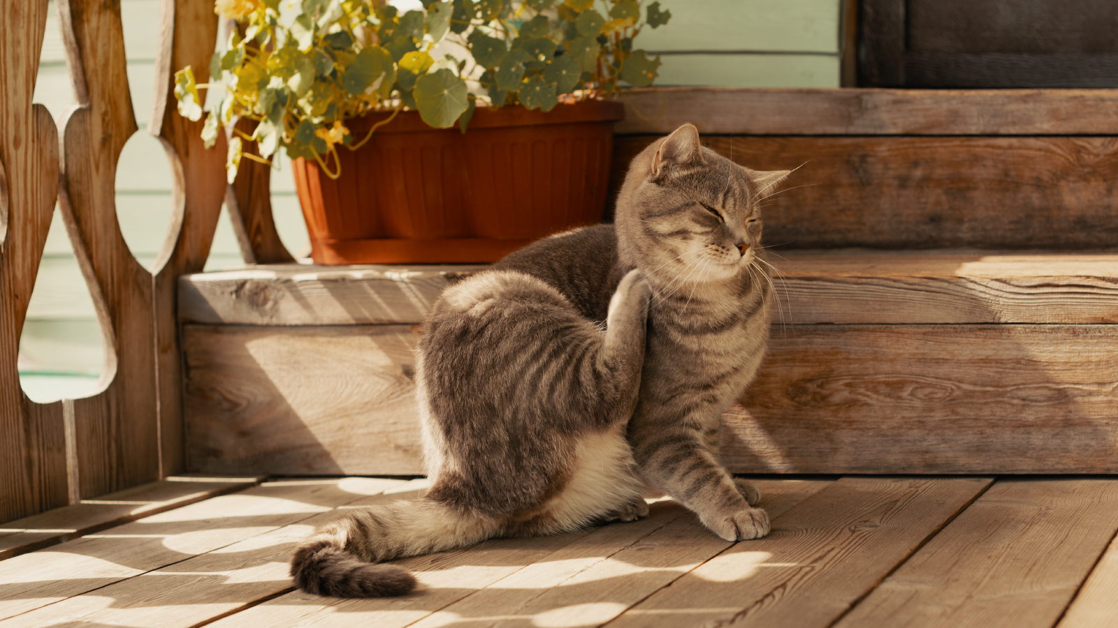 Figure 3. Classic flea itch moment. Prime time for Bartonella.