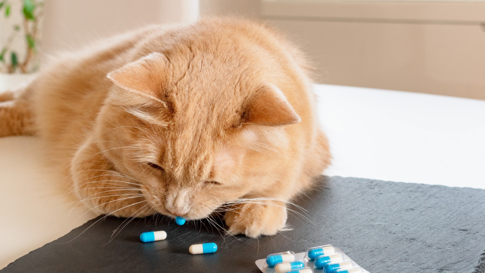 Figure 4. Antibiotics aren’t snacks for your cats! They’re strictly vet prescribed Bartonella blockers.
