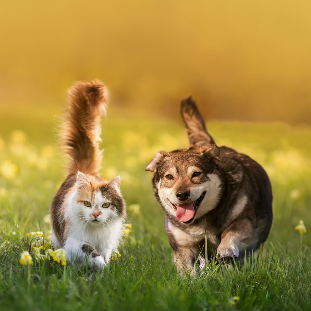 Nipping Kidney Disease in the Bud: fSDMA and cSDMA Test Kits for Cats and Dogs