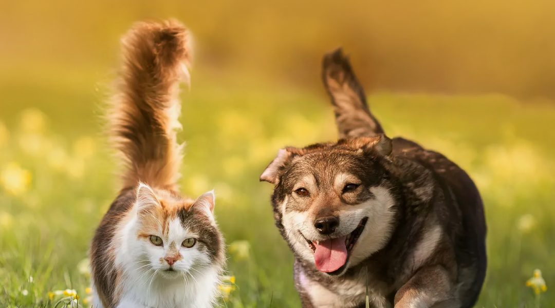 Nipping Kidney Disease in the Bud: fSDMA and cSDMA Test Kits for Cats and Dogs