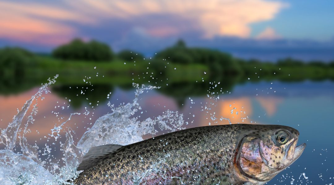 Flavobacterium psychrophilum: The Cold Water Killer of Salmonids