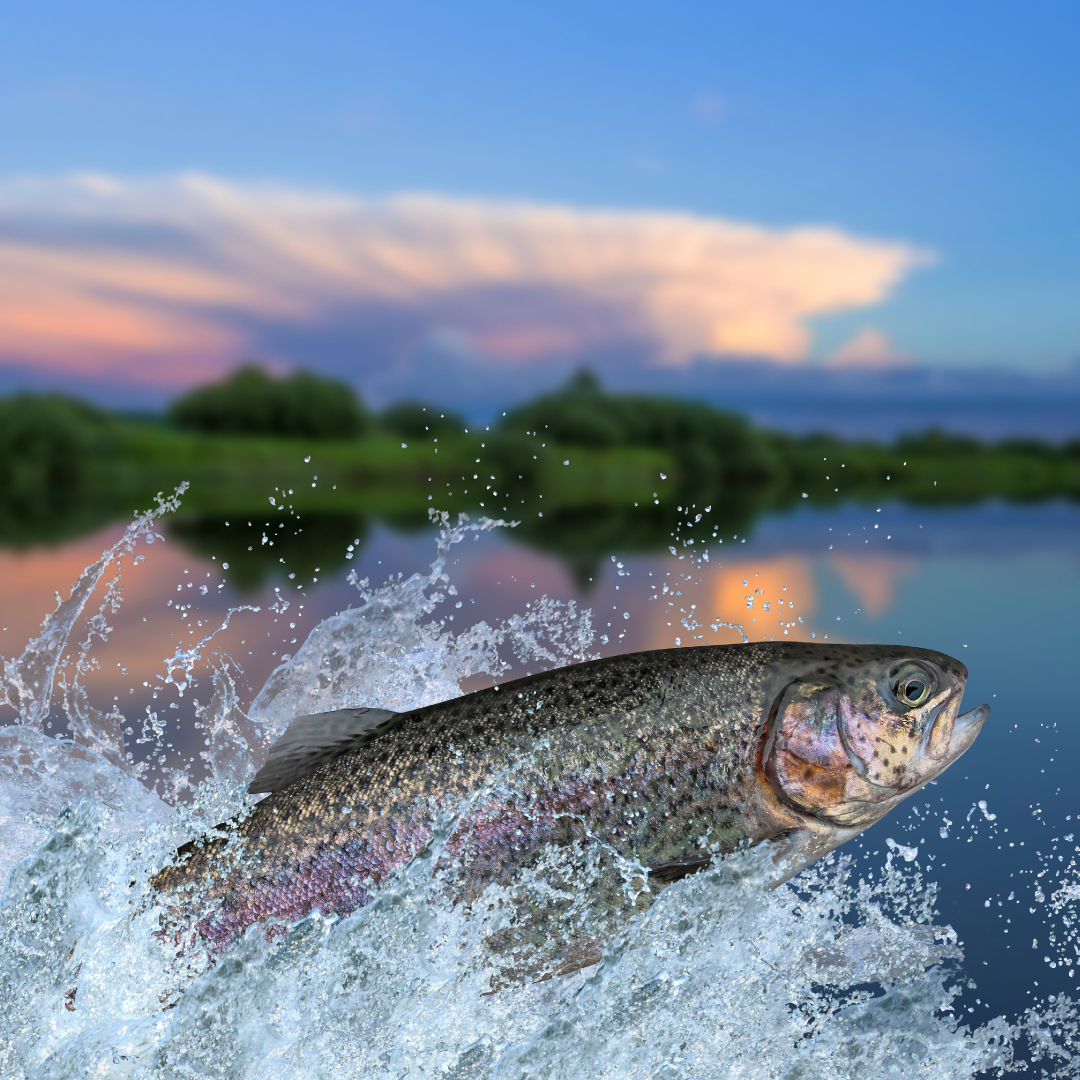 Flavobacterium psychrophilum: The Cold Water Killer of Salmonids