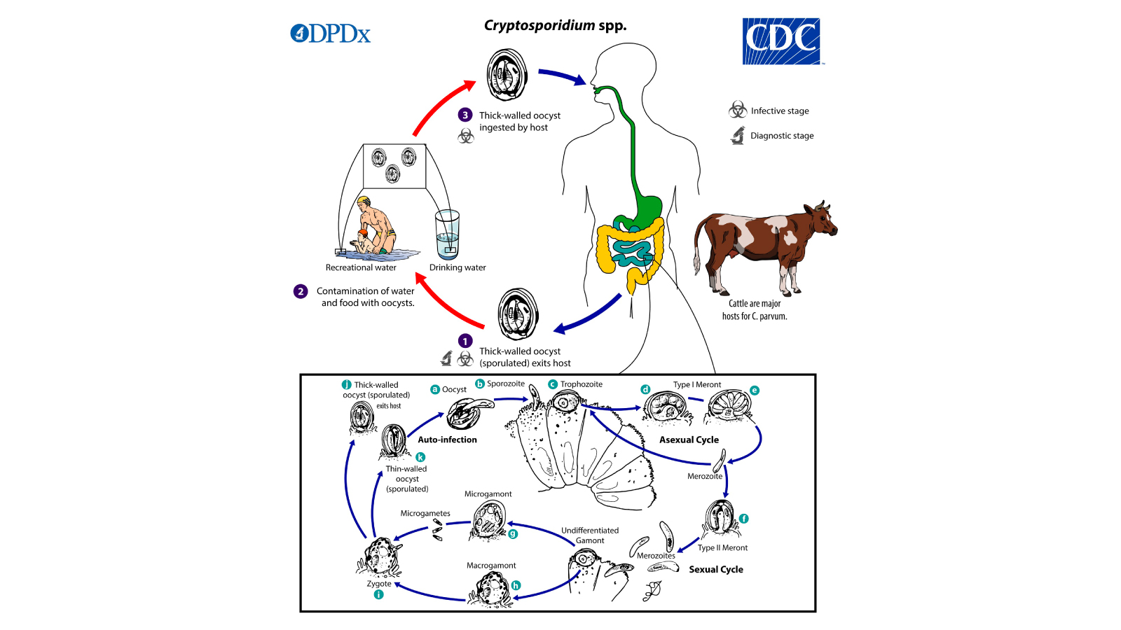 Figure 1. Cryptosporidium spp. life cycle.