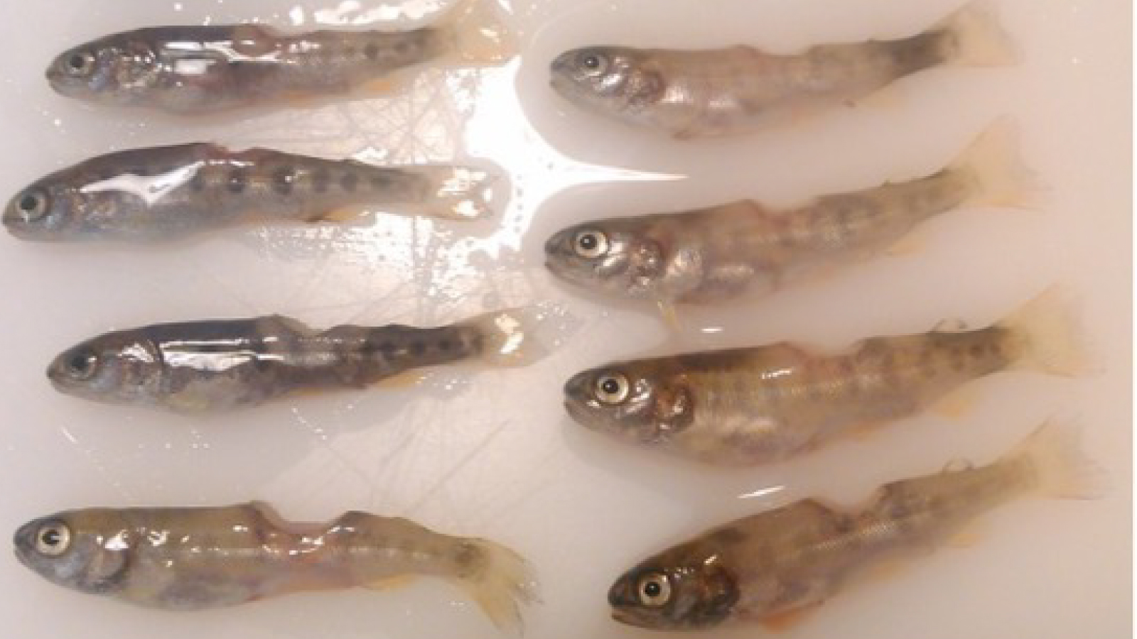 Figure 2. Generalized tail and peduncle lesions.