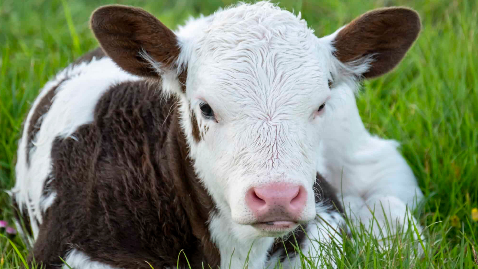 Figure 2. Neonatal calf, the age group at highest risk for crypto.