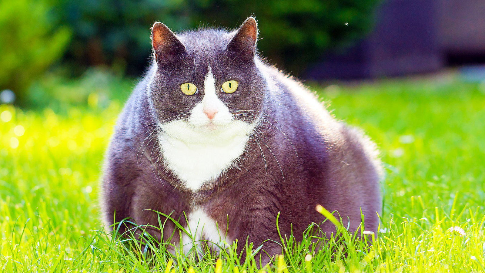 Figure 6. HbA1c testing gives the big-picture view of control, helping vets fine-tune therapy so pets stay healthier and happier.