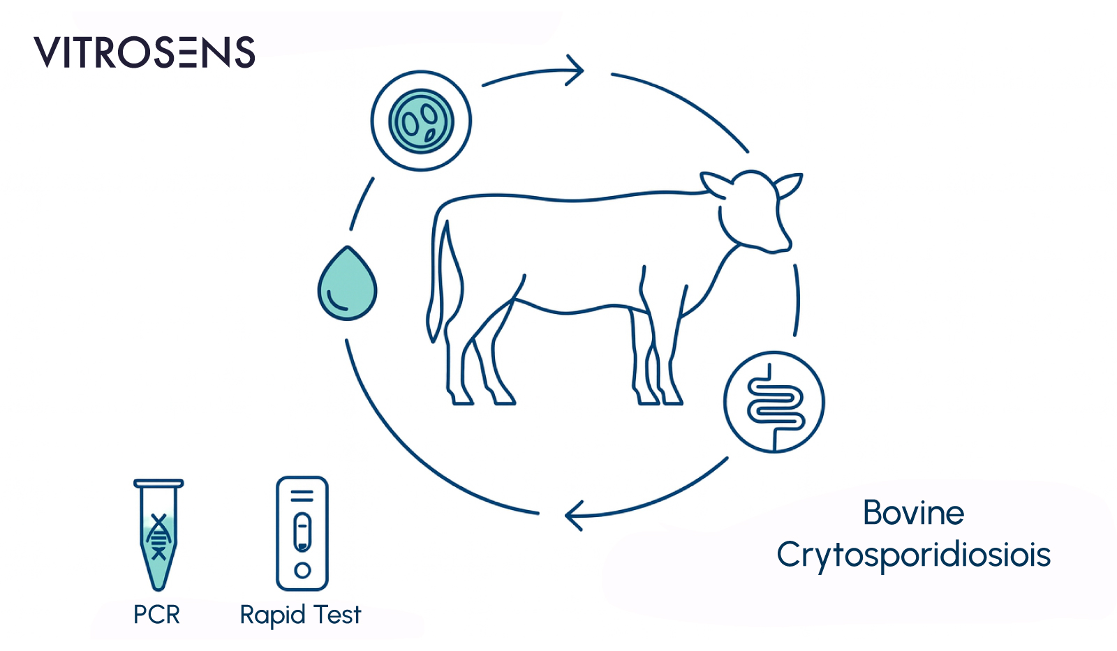Figure 6. Vitrosens bovine crypto schematic.