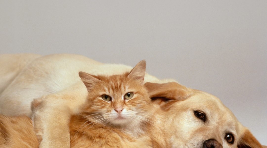 Beyond the Curve: HbA1c Testing in Long-Term Diabetes Monitoring for Dogs and Cats