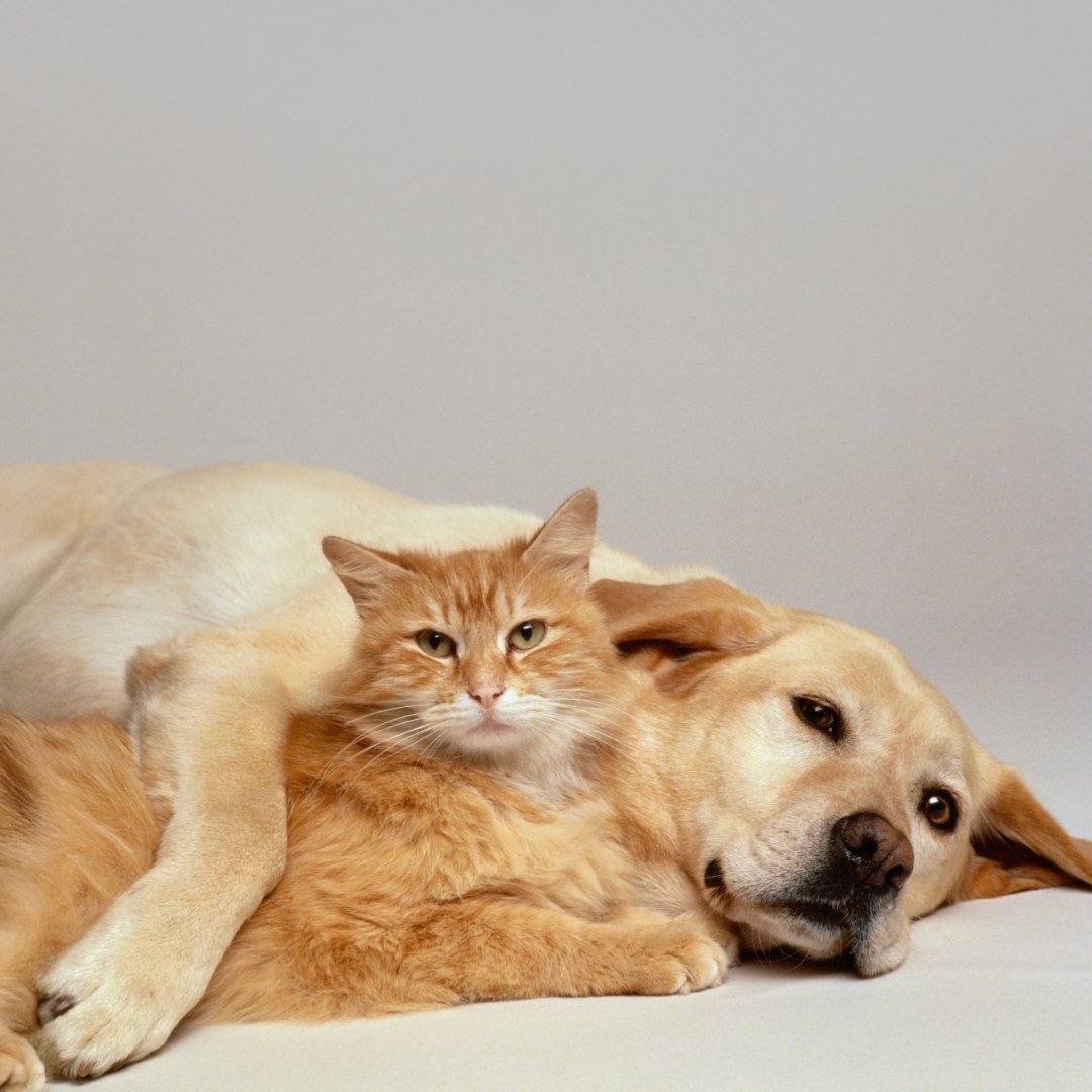 Beyond the Curve: HbA1c Testing in Long-Term Diabetes Monitoring for Dogs and Cats