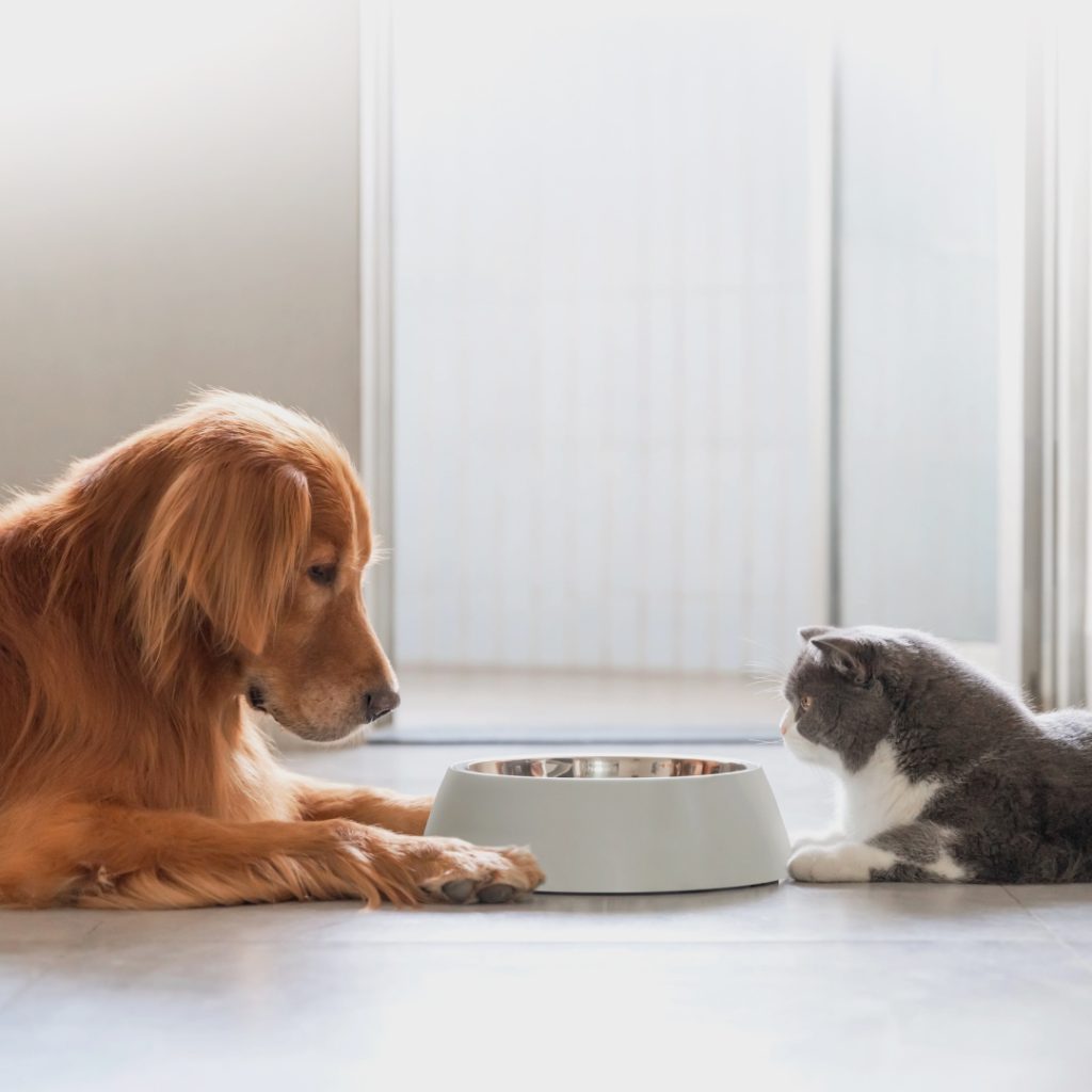 Pancreatic Lipase Tests (cPL and fPL) for Diagnosing Pancreatitis in Dogs and Cats