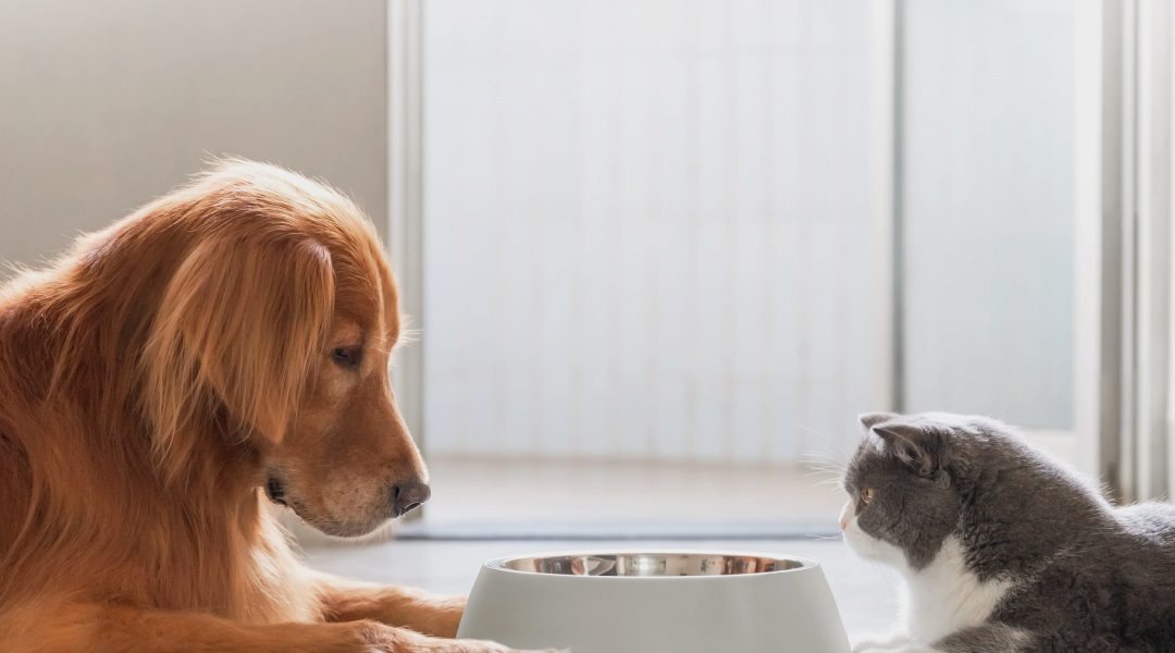 Pancreatic Lipase Tests (cPL and fPL) for Diagnosing Pancreatitis in Dogs and Cats