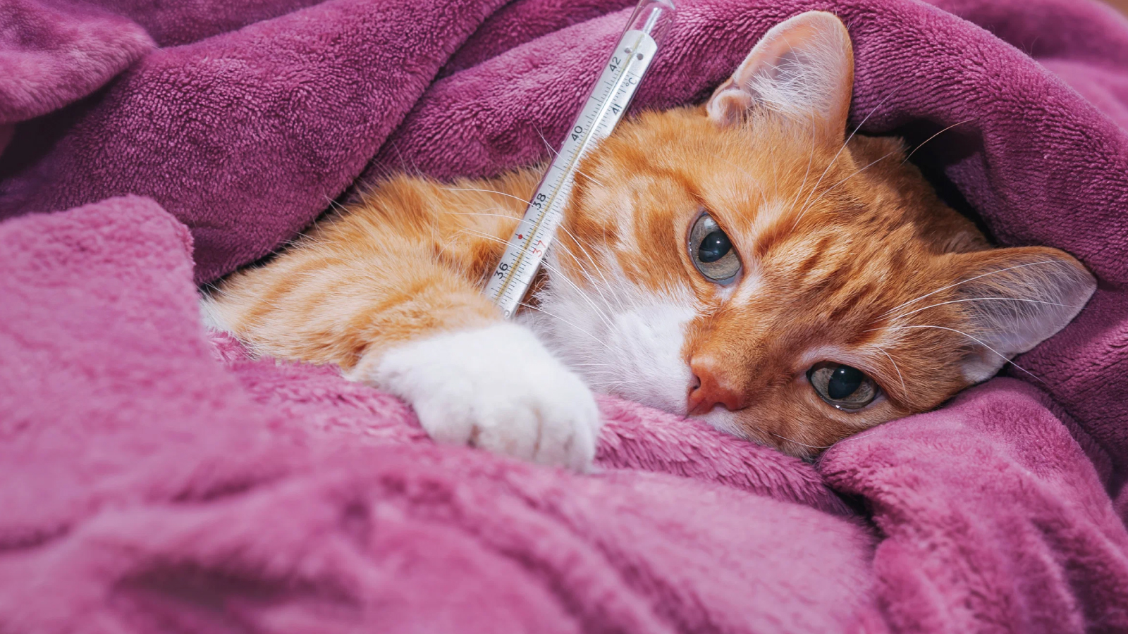 Figure 3. Feline pancreatitis often presents with vague signs; fever is variable.